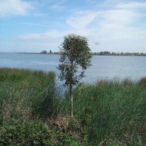 View of Coastline with Lone Tree and Marsh Grass in Antioch, CA