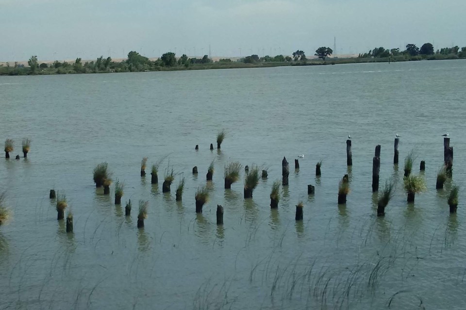 Eroded wood piles of an old pier sticking out of the in water near the shoreline in Antioch, CA