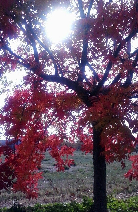 Sun shining through the branches of a Tree laden with turning red leaves in Fairfield, CA